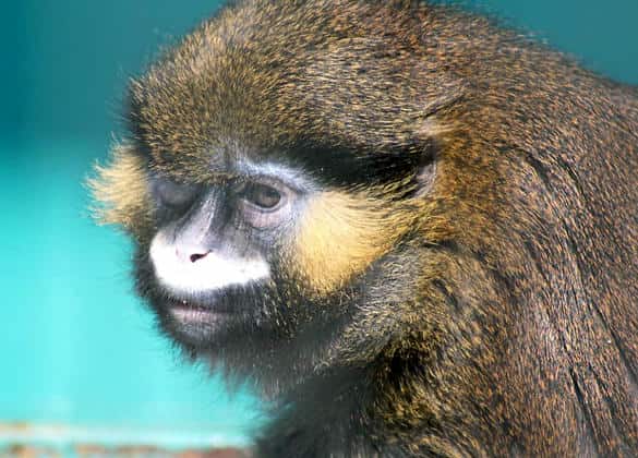 クチヒゲグエノン